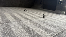 Land Rover Range Rover 4.4 P615 V8 SV 4dr Auto Petrol Estate